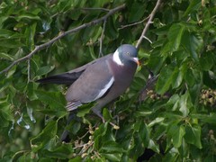 Columba palumbus