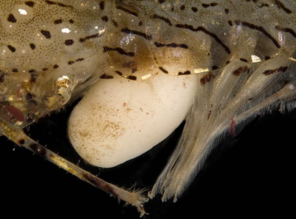 Clistosaccidae