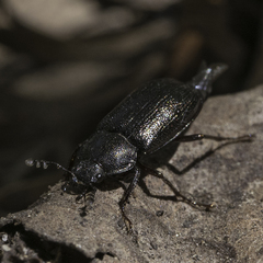 Platyceroides infernus