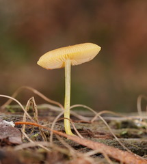 Pluteus hubregtseorum