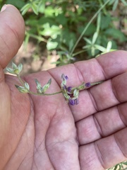 Pediomelum digitatum