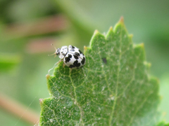 Psyllobora picta