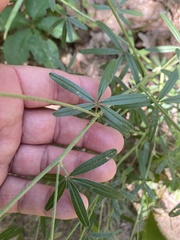 Pediomelum digitatum