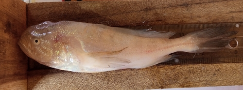Pacific smalleye croaker (Nebris occidentalis) — Sciaenidae