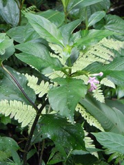 Spigelia hamelioides
