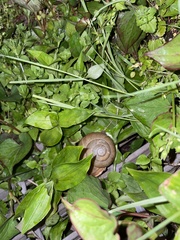 Euhadra quaesita
