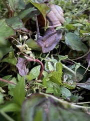 Euhadra quaesita
