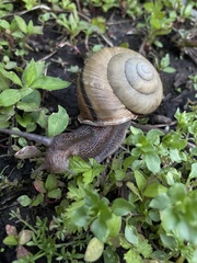 Euhadra quaesita