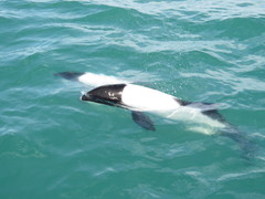 Cephalorhynchus commersonii