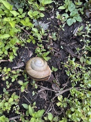 Euhadra quaesita