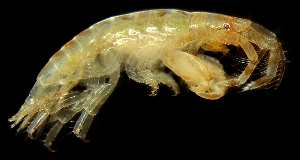 Jassa staudei