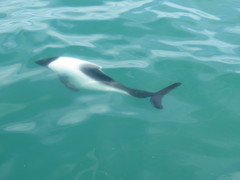 Cephalorhynchus commersonii