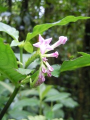 Spigelia hamelioides