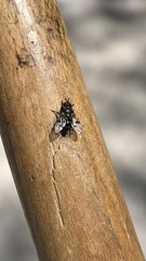 Homalactia harringtoni