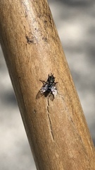 Homalactia harringtoni