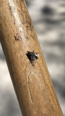 Homalactia harringtoni