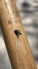 Homalactia harringtoni