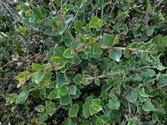 Crassula sarmentosa