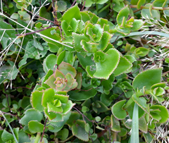 Crassula sarmentosa