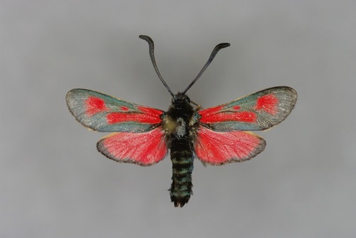 Zygaena punctum