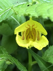Impatiens tayemonii