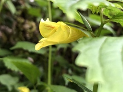 Impatiens tayemonii