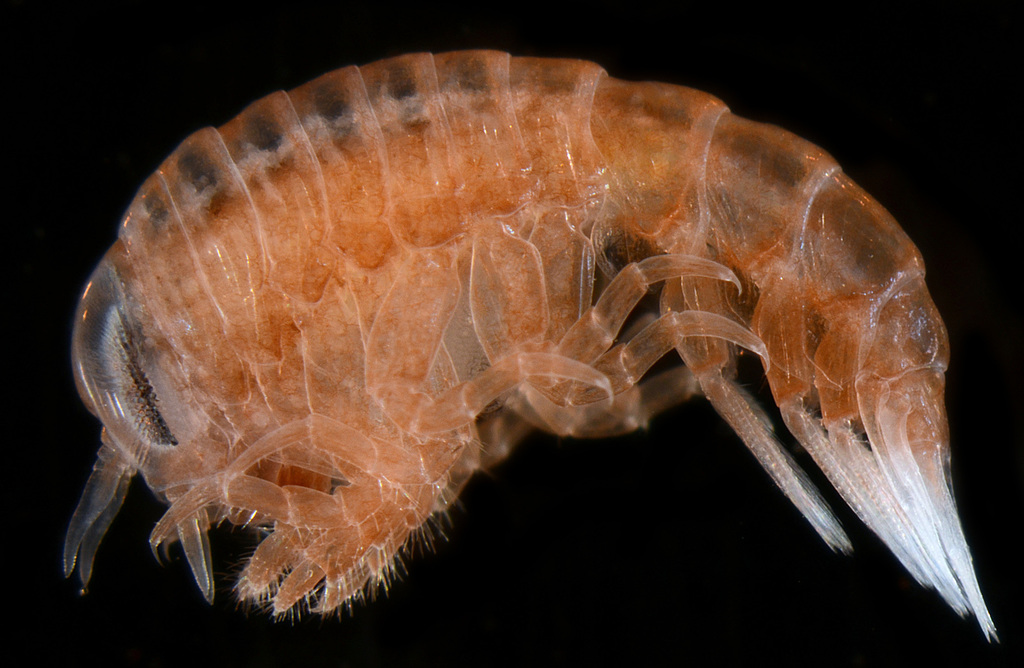 Hyperiidae