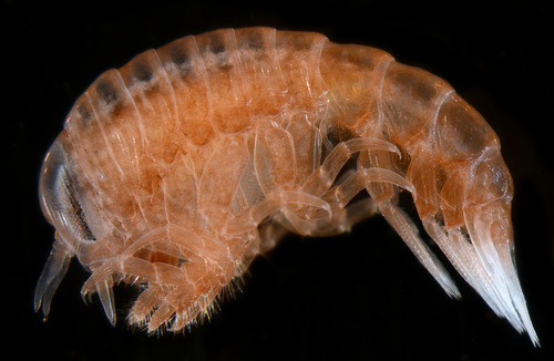 Family Hyperiidae · iNaturalist