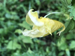 Impatiens tayemonii