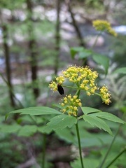 Thaspium trifoliatum
