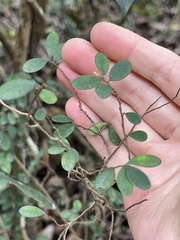 Phyllanthus cochinchinensis