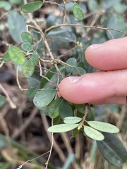 Phyllanthus cochinchinensis
