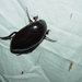 Escarabajo de Agua - Photo (c) Jeff Chapman, algunos derechos reservados (CC BY-NC), subido por Jeff Chapman