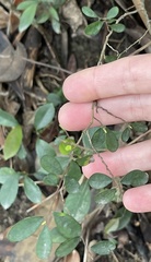 Phyllanthus cochinchinensis