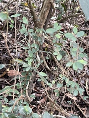 Phyllanthus cochinchinensis