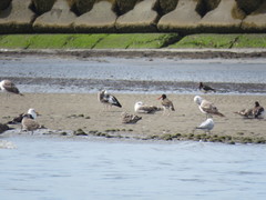 Haematopus palliatus