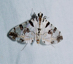 Conchylodes salamisalis