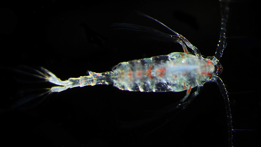 Tortanidae