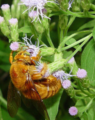 Xylocopa griswoldi