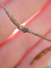 Xanthonia decemnotata