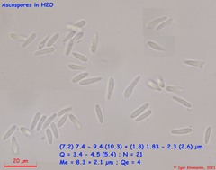Pyrenopeziza petiolaris