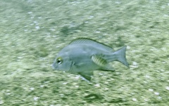 Plectorhinchus mediterraneus
