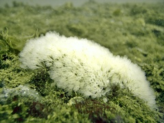 Pycnoclavella