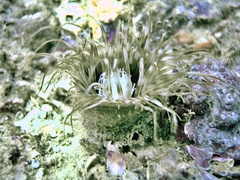 Cerianthus membranaceus