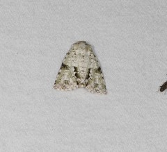 Acronicta psorallina