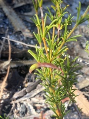 Acacia baueri