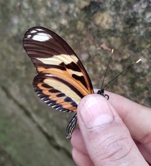 Heliconius ethilla narcaea