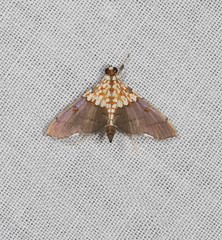 Agrotera longitabulata