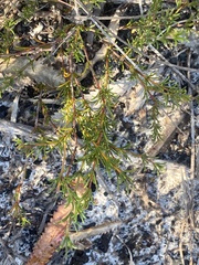 Acacia baueri