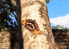 Catonephele sabrina